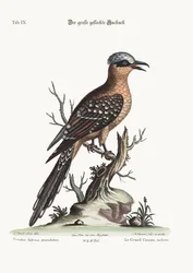 The Great Spotted Cuckoo, 1749-73